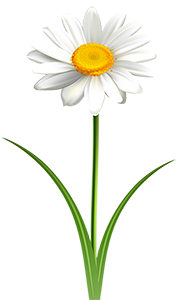 daisy flower